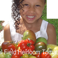 Angel Field Heirloom Tomatoes