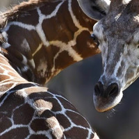 Cultural Heritage Curator Creation Kingdom Zoo in Gate City VA