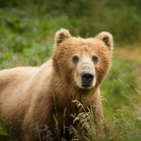 Cultural Heritage Curator Discover Kodiak in Kodiak AK