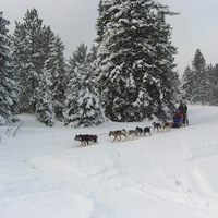 Cultural Heritage Curator Husky Haven Kennels in Shingleton MI