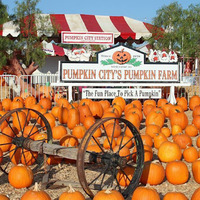 Cultural Heritage Curator Pumpkin City in Laguna Hills CA