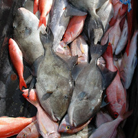 Cultural Heritage Curator Alabama Deep Sea Fishing in Orange Beach AL