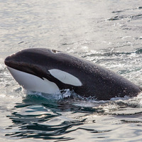 Cultural Heritage Curator Davey's Locker Whale Watching & Sportfishing in Newport Beach CA