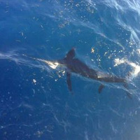 Cultural Heritage Curator Eva Marie Fishing Charters in Key West FL