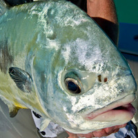 Cultural Heritage Curator Key West Fishing Guide in Key West FL