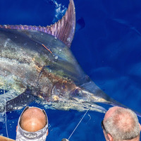 Cultural Heritage Curator Grander Marlin Sportfishing in Kailua-Kona HI