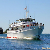 Cape Ann Whale Watch