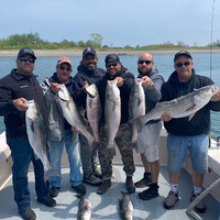 Cultural Heritage Curator Boston Fish Tales in Winthrop MA