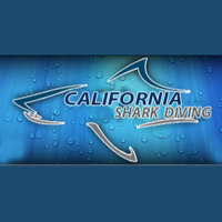 California Shark Diving