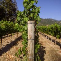 Cultural Heritage Curator Dakota Shy Winery in St Helena CA