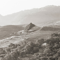 Cultural Heritage Curator Cain Vineyard & Winery in St Helena CA