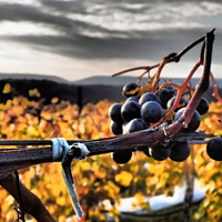 Cultural Heritage Curator Tolino Vineyards and Winery in Bangor PA