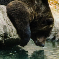 Cultural Heritage Curator Woodland Park Zoo in Seattle WA