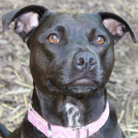 Cultural Heritage Curator Black Dawg Farm and Sanctuary in Rainier WA