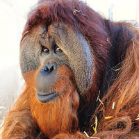 Cultural Heritage Curator Indianapolis Zoo in Indianapolis IN