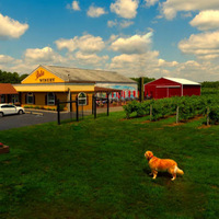 Cultural Heritage Curator Balic Winery in Mays Landing NJ