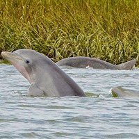 Island Time Charters Hilton Head Island