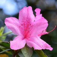 Cultural Heritage Curator Ravine Gardens State Park in Palatka FL