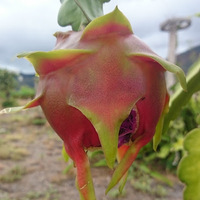 Cultural Heritage Curator Maui Dragon Fruit Farm in Lahaina HI