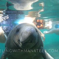 Snorkeling With Manatees