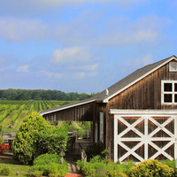 Cultural Heritage Curator Paumanok Vineyards in Aquebogue NY