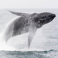 Cultural Heritage Curator Blue Ocean Whale Watching in Moss Landing CA