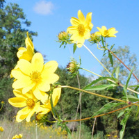 Little Cypress Creek Preserve