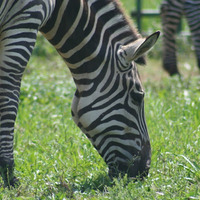 Leesburg Animal Park