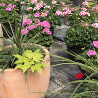 Starview Greenhouses