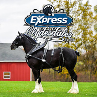 Cultural Heritage Curator Express Clydesdales Barn in Yukon OK