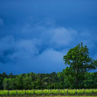 Cultural Heritage Curator Sanctuary Vineyards Outer Banks Winery in Jarvisburg NC