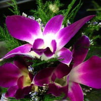 Cultural Heritage Curator Stargazer Premier Florist in Corvallis OR